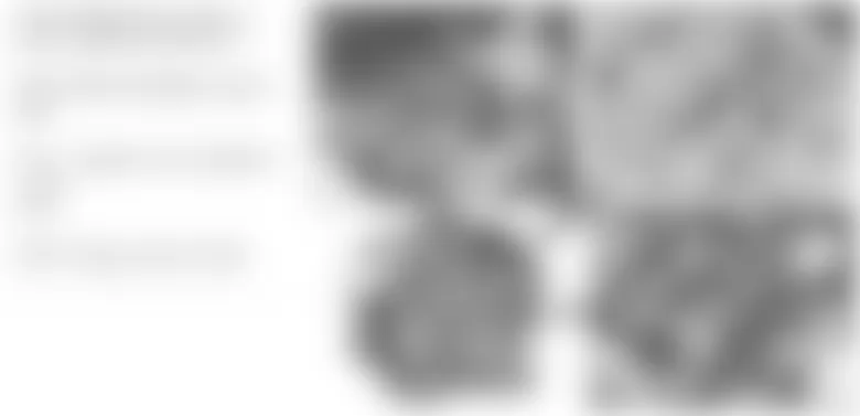 Mercedes-Benz CLS63 2007 - Component Locations -  Top Of Engine (M273)